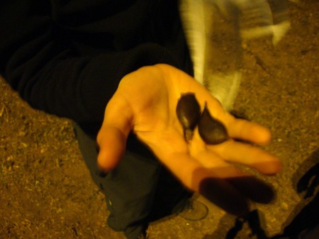 ecocidio_marginal_25-06-09_01